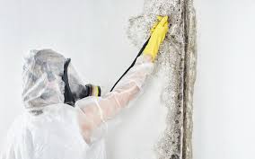  Perryville, MO Mold Removal Pros